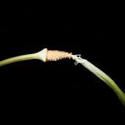 Image of Arisaema silvestrii   Pamp..